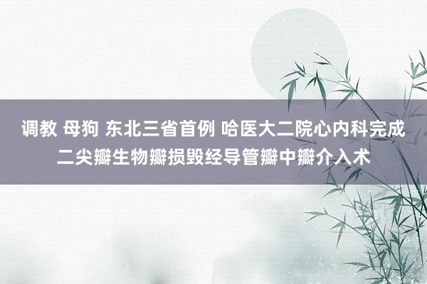 调教 母狗 东北三省首例 哈医大二院心内科完成二尖瓣生物瓣损毁经导管瓣中瓣介入术